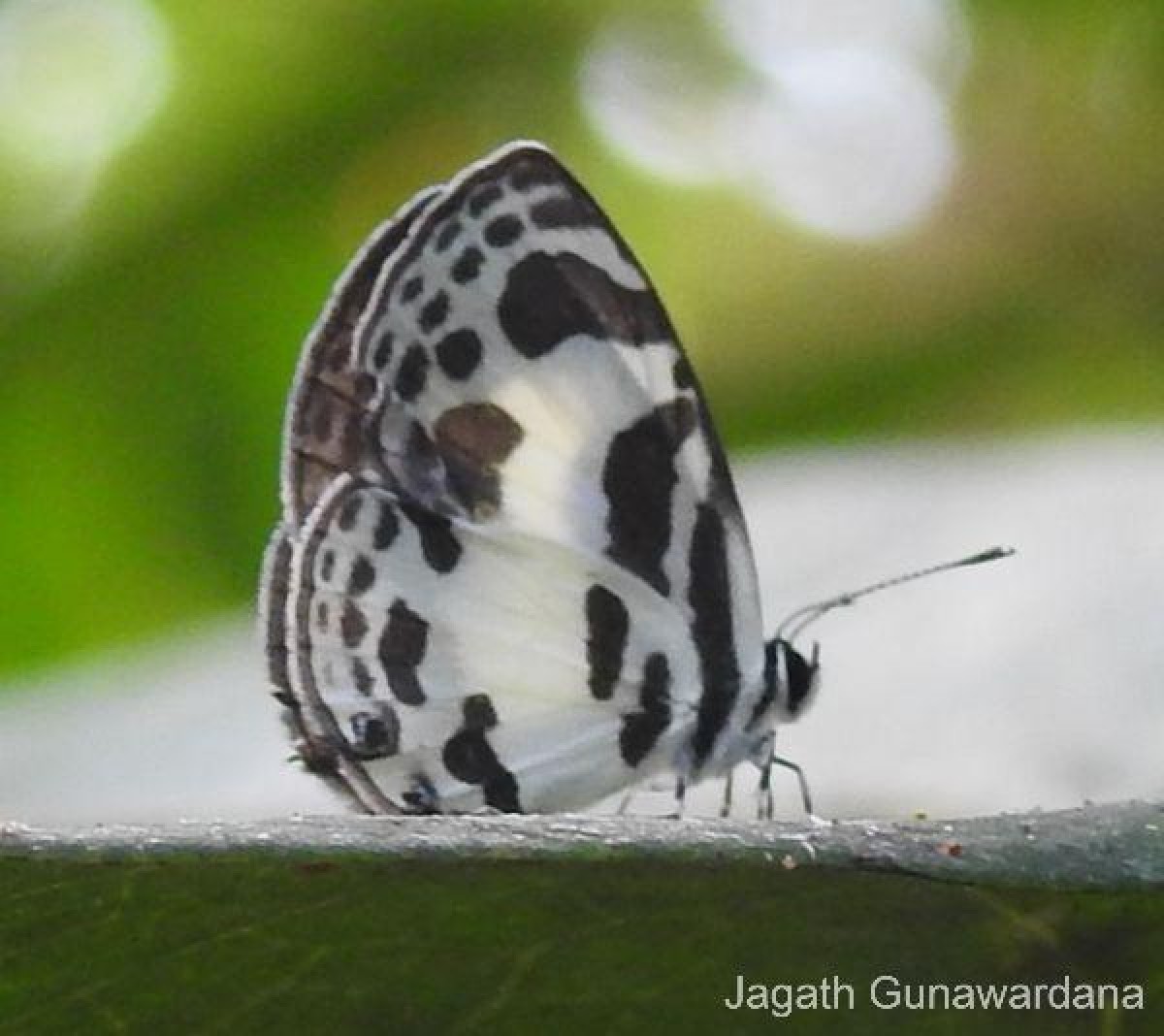 Discolampa ethion Westwood, 1851